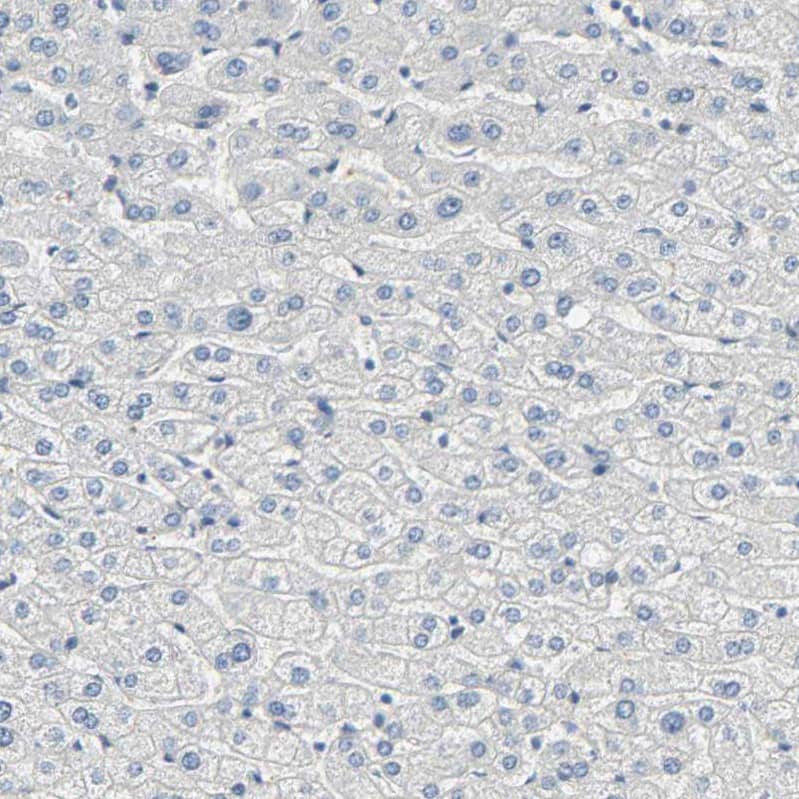 Immunohistochemistry-Paraffin USP13 Antibody - BSA Free