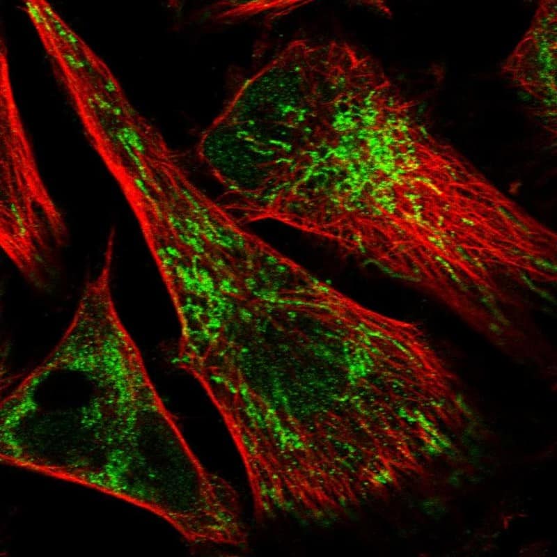 Immunocytochemistry/ Immunofluorescence IMPA1 Antibody - BSA Free