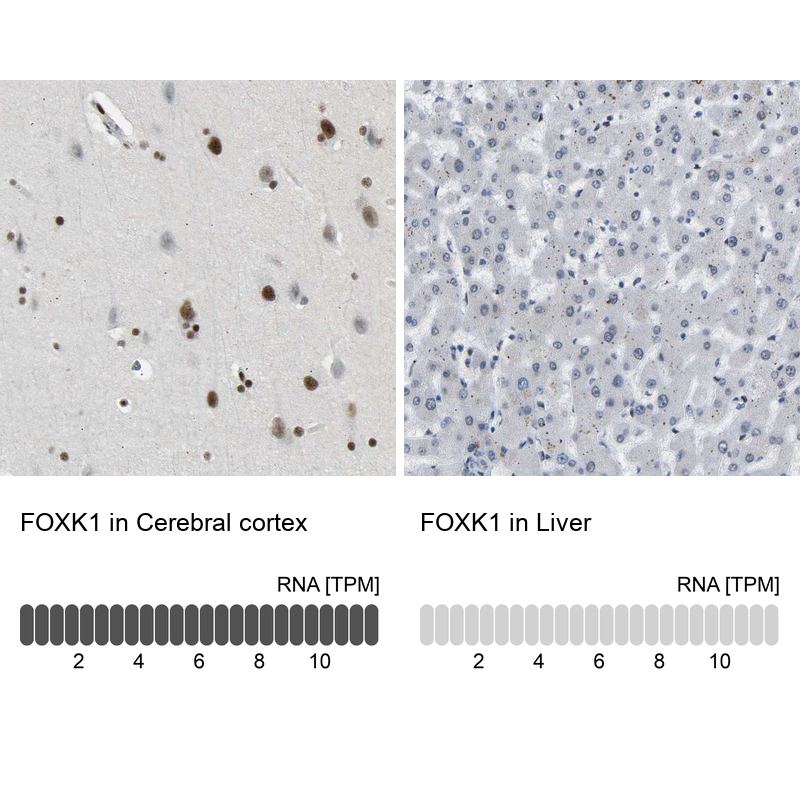 Analysis in human cerebral cortex and liver tissues. Corresponding RNA-seq data are presented for the same tissues.