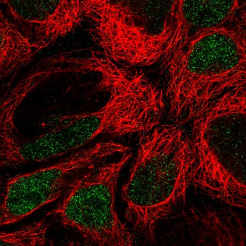 Staining of human cell line CACO-2 shows localization to nucleoplasm.