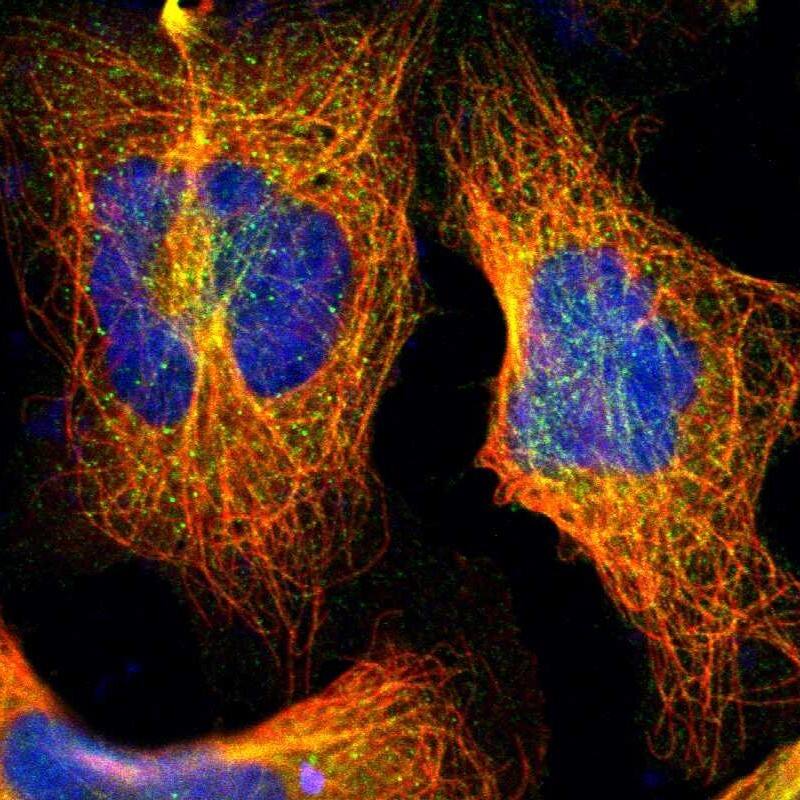 Staining of human cell line U-2 OS shows localization to microtubules.