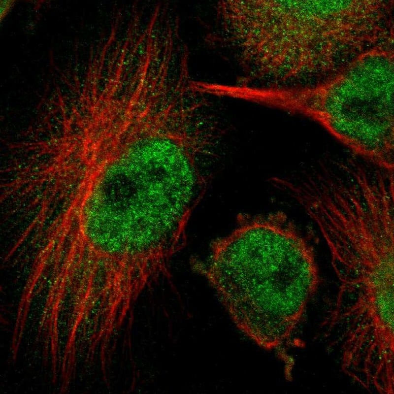 Staining of human cell line U-251 MG shows localization to nucleoplasm & cytosol.
