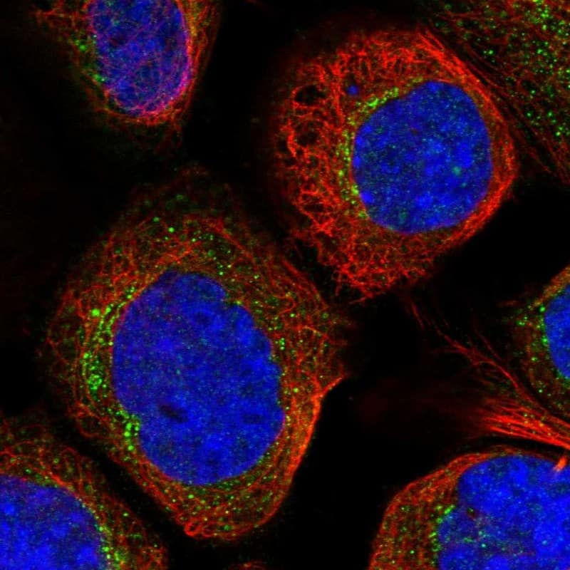 Immunocytochemistry/ Immunofluorescence RPS6KC1 Antibody - BSA Free