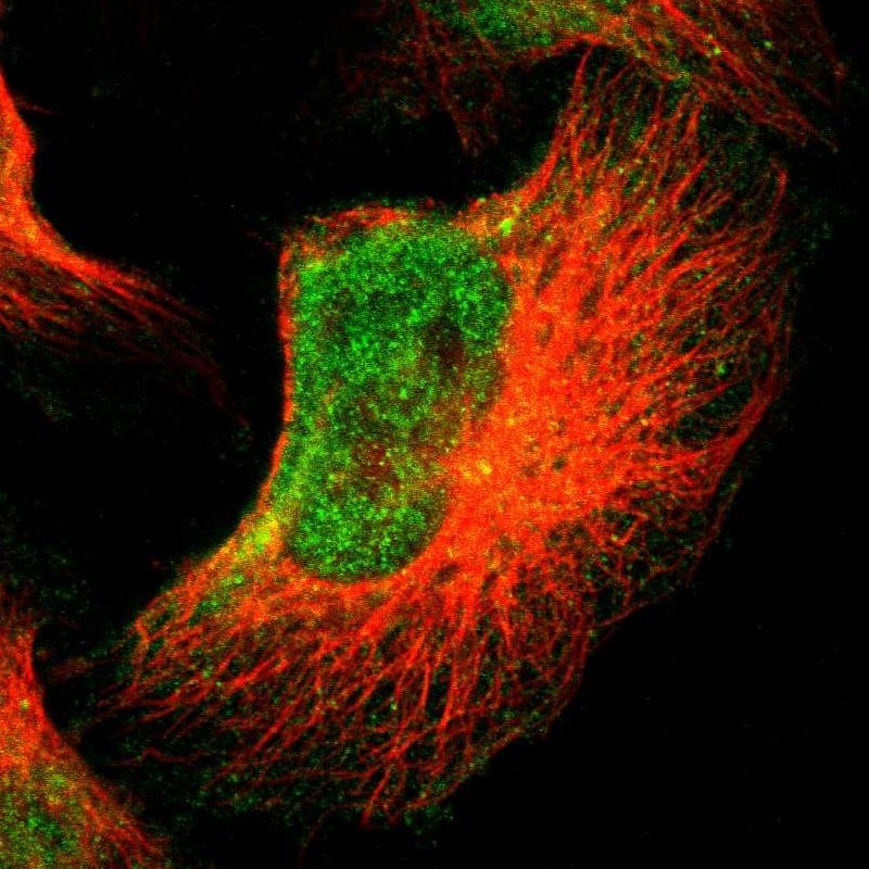 Immunocytochemistry/ Immunofluorescence FOXN2 Antibody - BSA Free