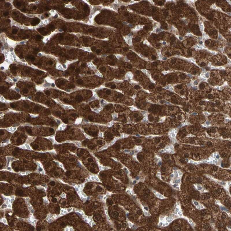 Staining of human liver shows strong nuclear and cytoplasmic positivity in hepatocytes.