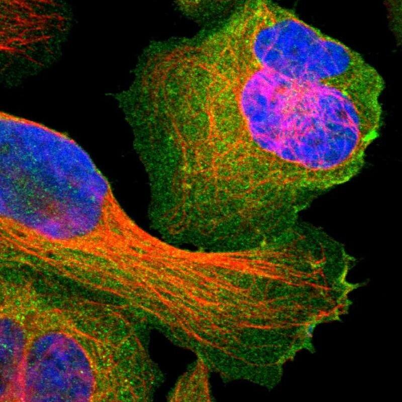 Staining of human cell line U-2 OS shows localization to plasma membrane.