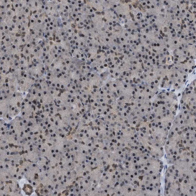 Immunohistochemistry: HCA59 Antibody [NBP1-83169] - Staining of human pancreas shows weak positivity in exocrine glandular cells as expected.