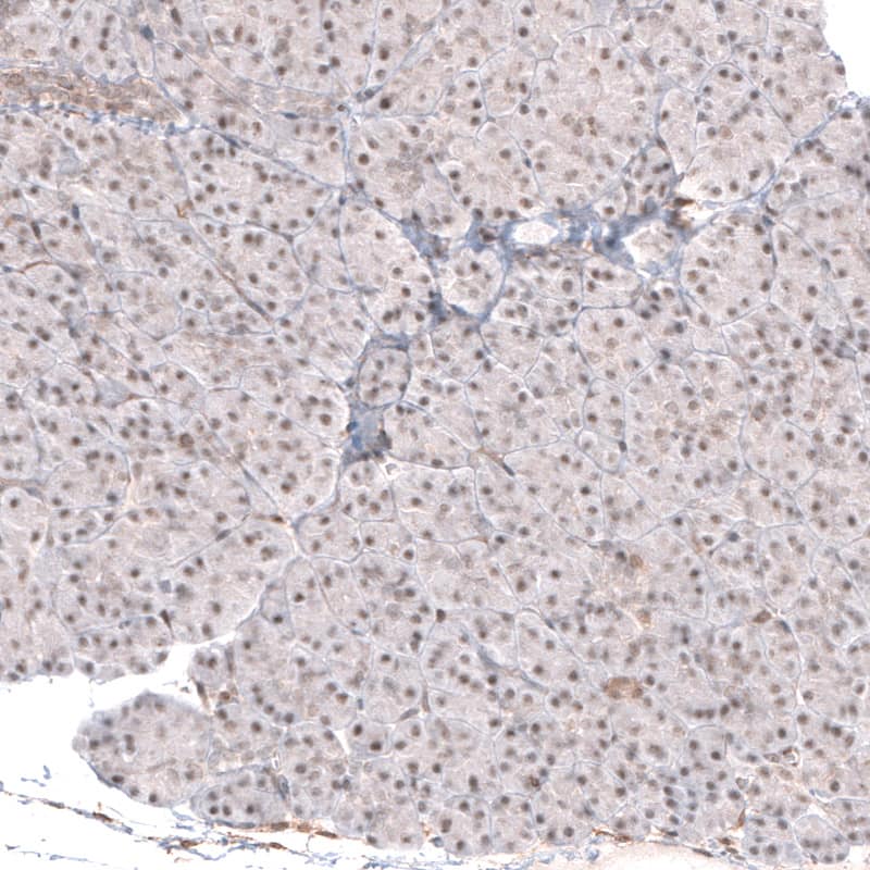 Staining of human pancreas shows weak nuclear positivity in glandular cells.