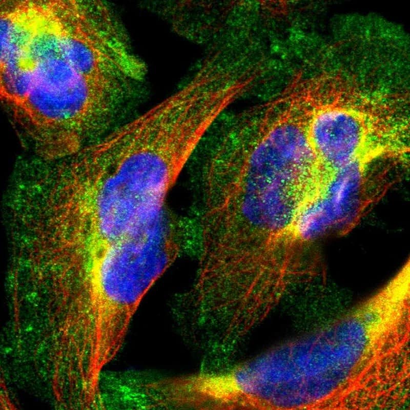 Immunocytochemistry/ Immunofluorescence PPFIBP1 Antibody - BSA Free