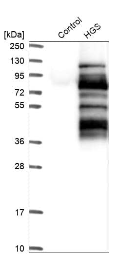 Analysis in control (vector only transfected HEK293T lysate) and HGS over-expression lysate (Co-expressed with a C-terminal myc-DDK tag (~3.1 kDa) in mammalian HEK293T cells).