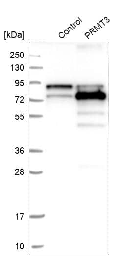 Western Blot PRMT3 Antibody - BSA Free