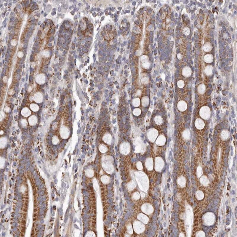 Staining of human duodenum shows strong cytoplasmic positivity in glandular cells.
