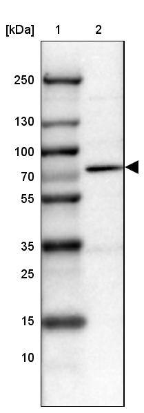 Lane 1: Marker [kDa] 250, 130, 100, 70, 55, 35, 25, 15, 10Lane 2: Human cell line HEL