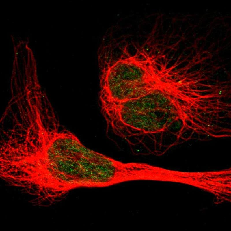 Immunocytochemistry/ Immunofluorescence EIF2AK1 Antibody - BSA Free
