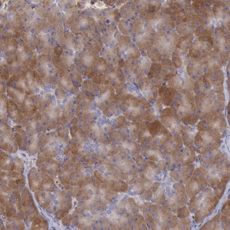 Staining of human pancreas shows strong cytoplasmic positivity in exocrine glandular cells.