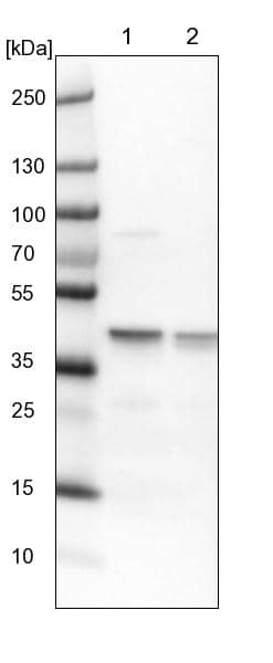 Lane 1: NIH-3T3 cell lysate (Mouse embryonic fibroblast cells))Lane 2: NBT-II cell lysate (Rat Wistar bladder tumour cells))