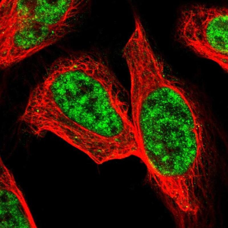 Staining of human cell line U-2 OS shows localization to nuclear speckles.