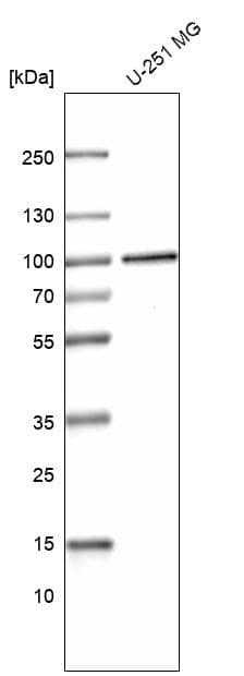 Analysis in human cell line U-251 MG.