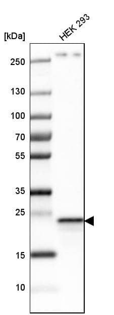 Analysis in human cell line HEK 293.