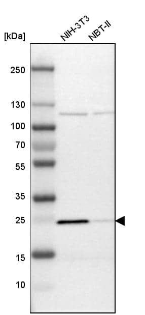 Analysis in mouse cell line NIH-3T3 and rat cell line NBT-II.