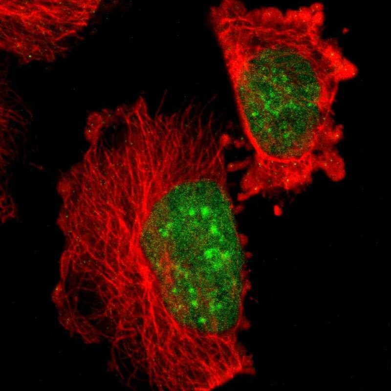 Immunocytochemistry/ Immunofluorescence CBX3 Antibody - BSA Free