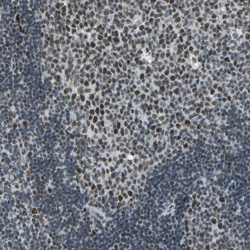 Staining of human lymph node shows strong nuclear positivity in germinal center cells.