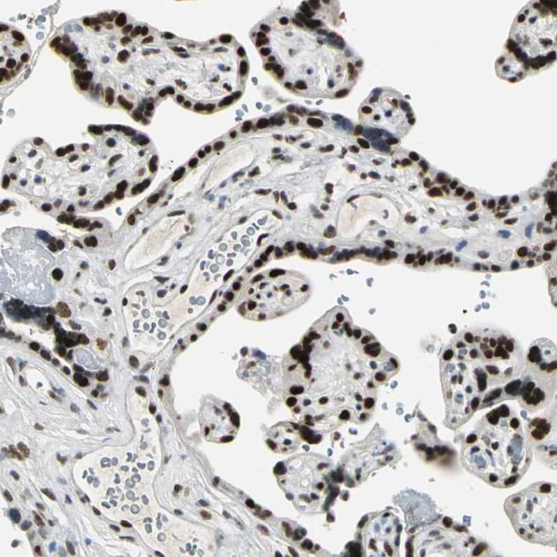 Staining of human placenta shows strong nuclear positivity in trophoblastic cells.