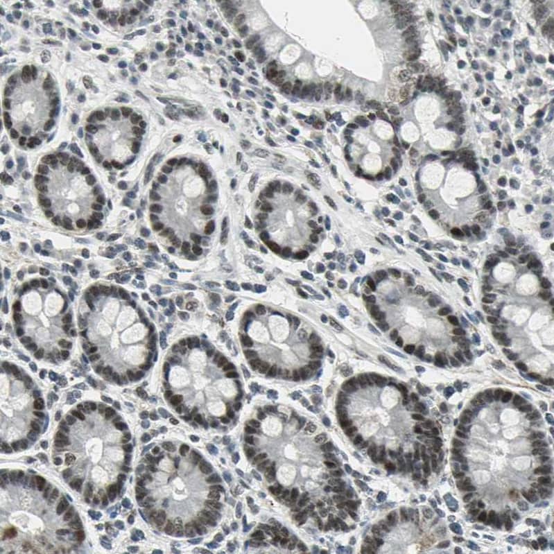 Staining of human duodenum shows strong nuclear positivity in glandular cells.