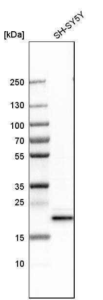 Analysis in human cell line SH-SY5Y.