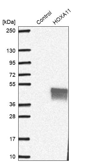 Analysis in control (vector only transfected HEK293T lysate) and HOXA11 over-expression lysate (Co-expressed with a C-terminal myc-DDK tag (~3.1 kDa) in mammalian HEK293T cells).