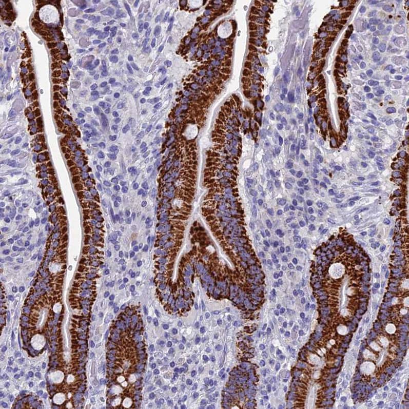 Staining of human duodenum shows strong granular cytoplasmic positivity in glandular cells.