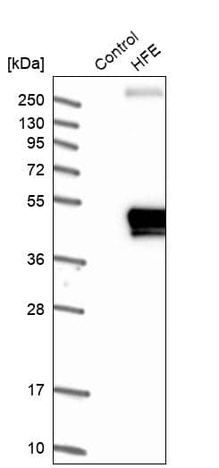 Analysis in control (vector only transfected HEK293T lysate) and HFE over-expression lysate (Co-expressed with a C-terminal myc-DDK tag (~3.1 kDa) in mammalian HEK293T cells).