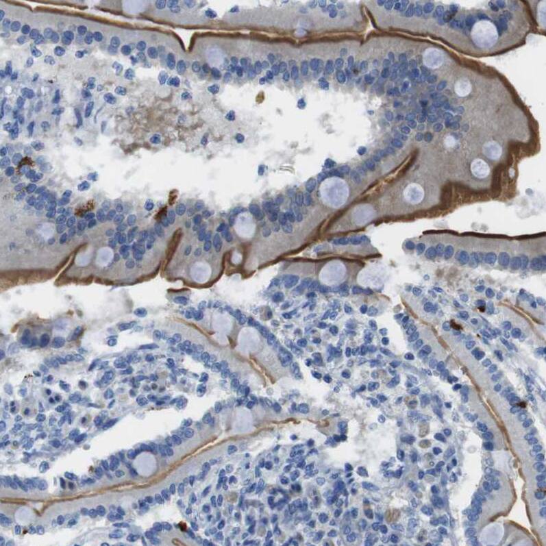 Staining of human duodenum shows strong positivity in apical membrane in glandular cells.
