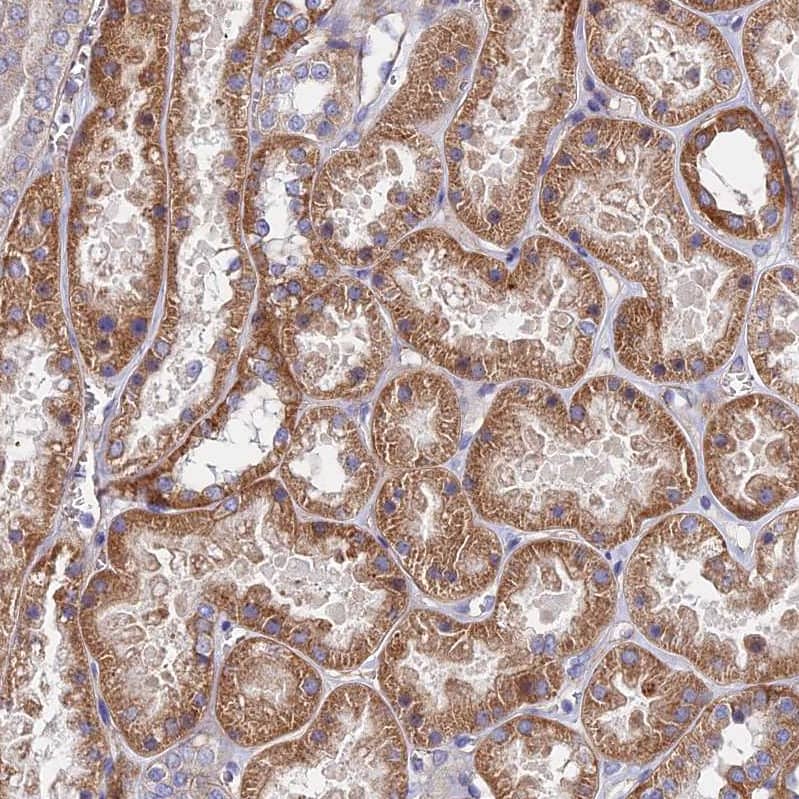 Immunohistochemistry-Paraffin GPR113 Antibody - BSA Free