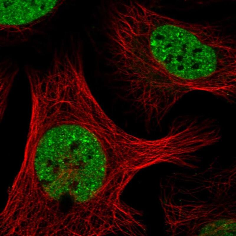 Staining of human cell line U-2 OS shows localization to nucleoplasm.