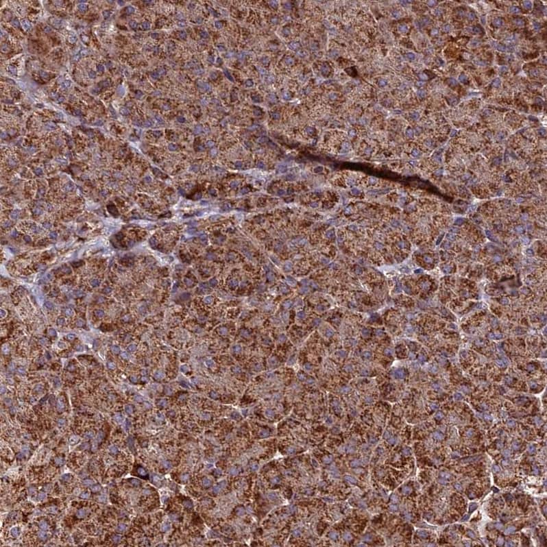 Staining of human pancreas shows strong cytoplasm granular positivity in exocrine glandular cells.