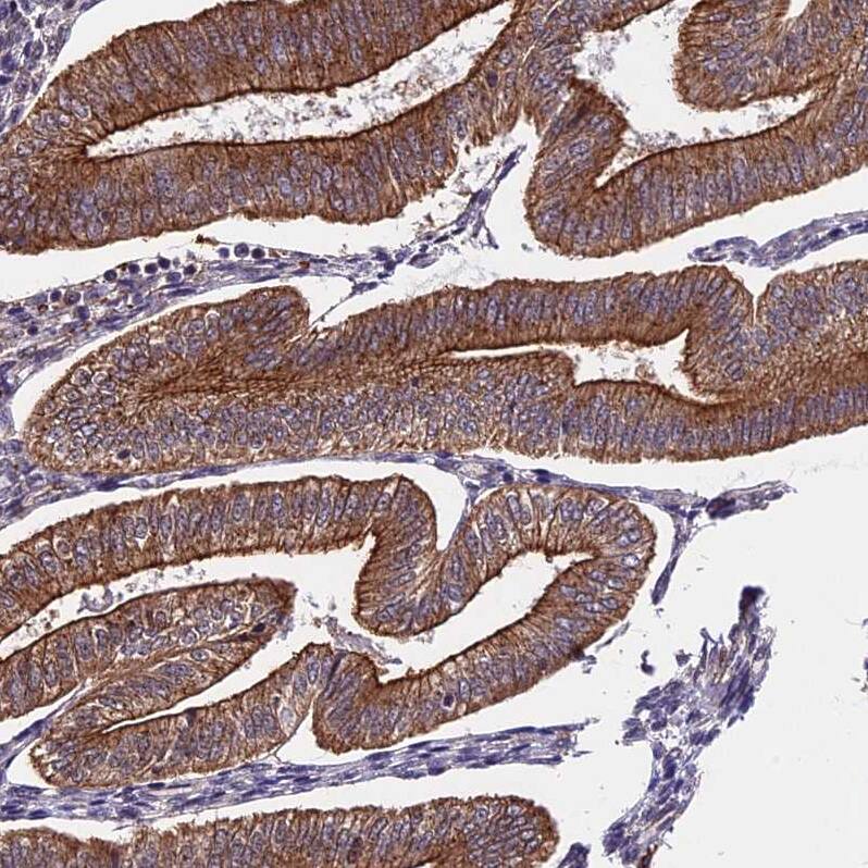 Staining of human endometrium shows strong cytoplasm granular positivity in glandular cells.