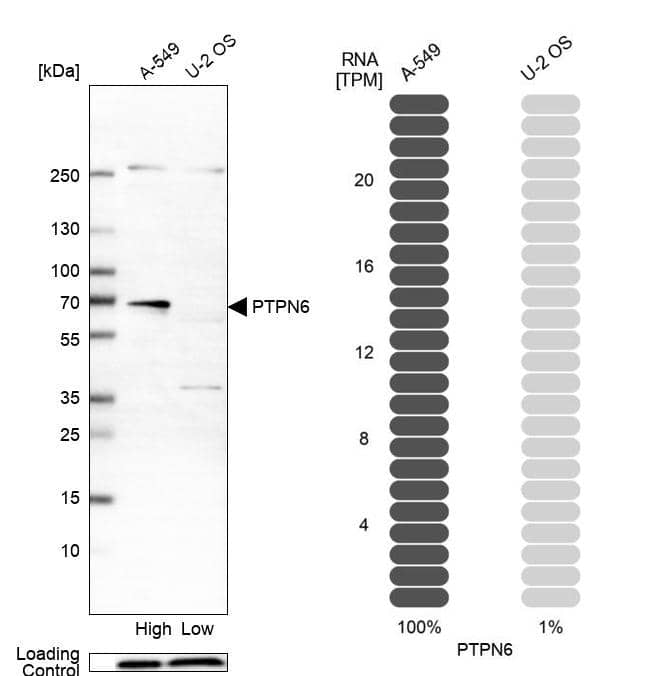 Analysis in human cell line A-549 and human cell line U-2 OS.