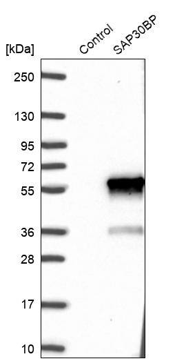 Western Blot SAP30BP Antibody - BSA Free