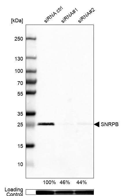 Western Blot SNRPN Antibody