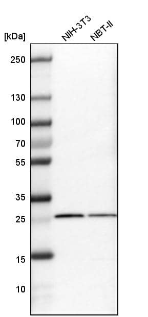 Western Blot SNRPN Antibody