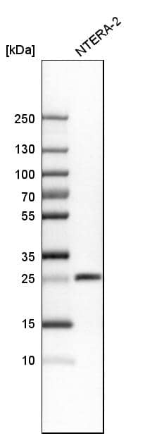 Western Blot SNRPN Antibody