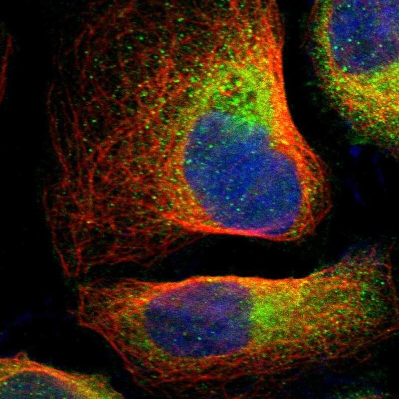 Immunocytochemistry/ Immunofluorescence SRRD Antibody - BSA Free