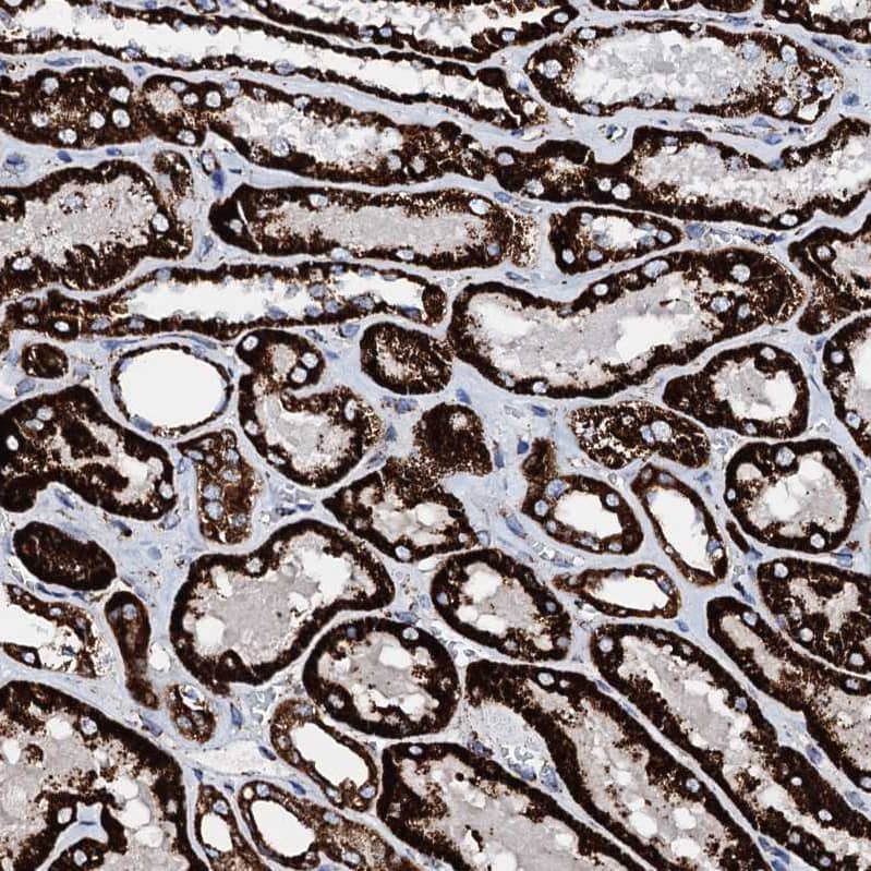 Staining of human kidney shows strong granular cytoplasmic positivity in cells in tubules.