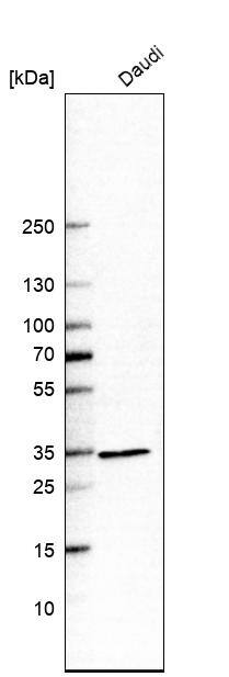 Analysis in human cell line Daudi.