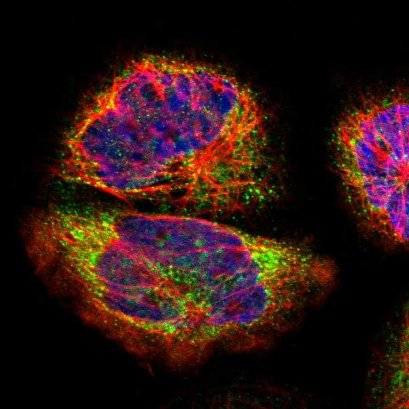 Staining of human cell line A-431 shows localization to endoplasmic reticulum & lipid droplets.