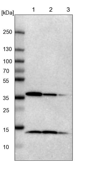 Lane 1: NIH-3T3 cell lysate (Mouse embryonic fibroblast cells))Lane 2: NBT-II cell lysate (Rat Wistar bladder tumour cells))Lane 3: PC12 cell lysate (Pheochromocytoma of rat adrenal medulla)