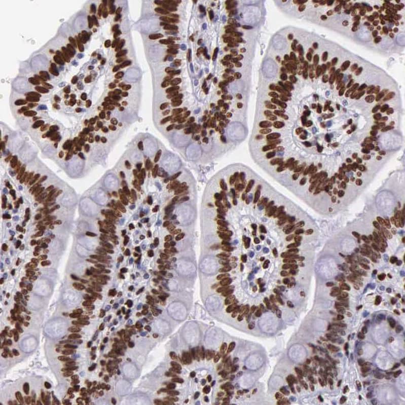 Staining of human duodenum shows strong nuclear positivity in glandular cells.