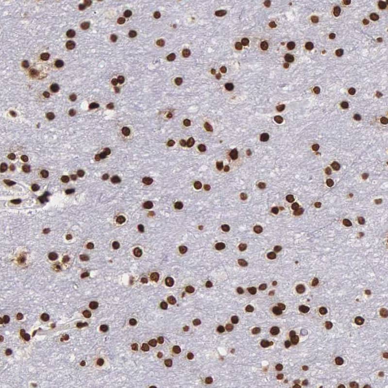 Staining of human cerebral cortex shows strong nuclear positivity in neurons.