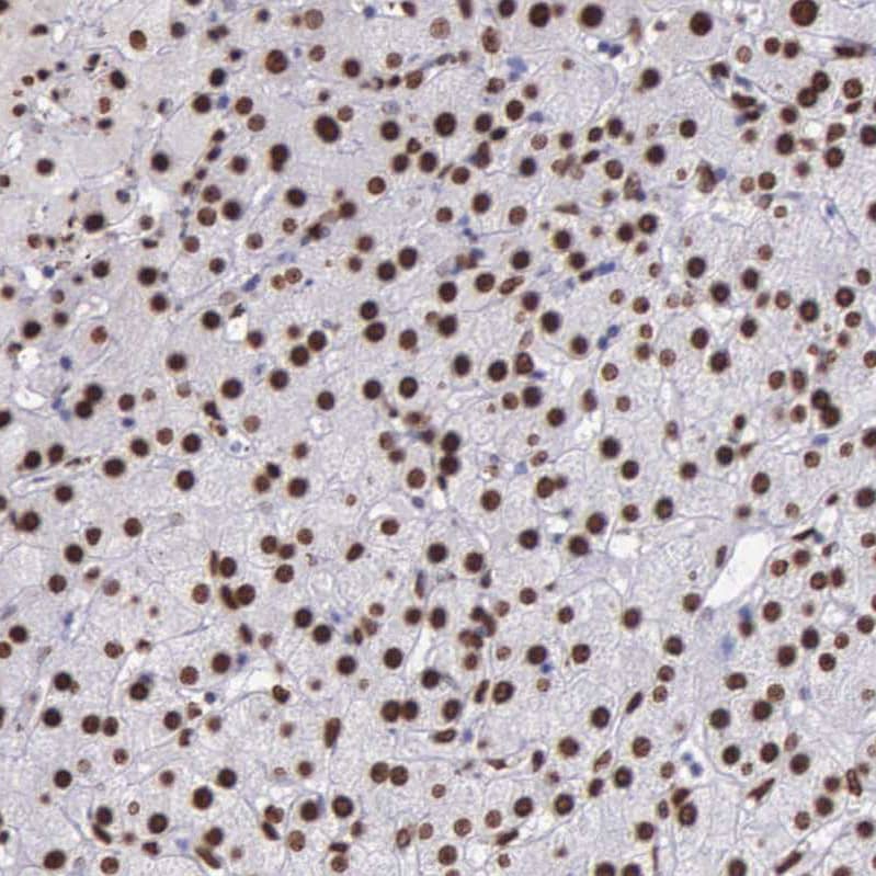 Staining of human liver shows strong nuclear positivity in hepatocytes.